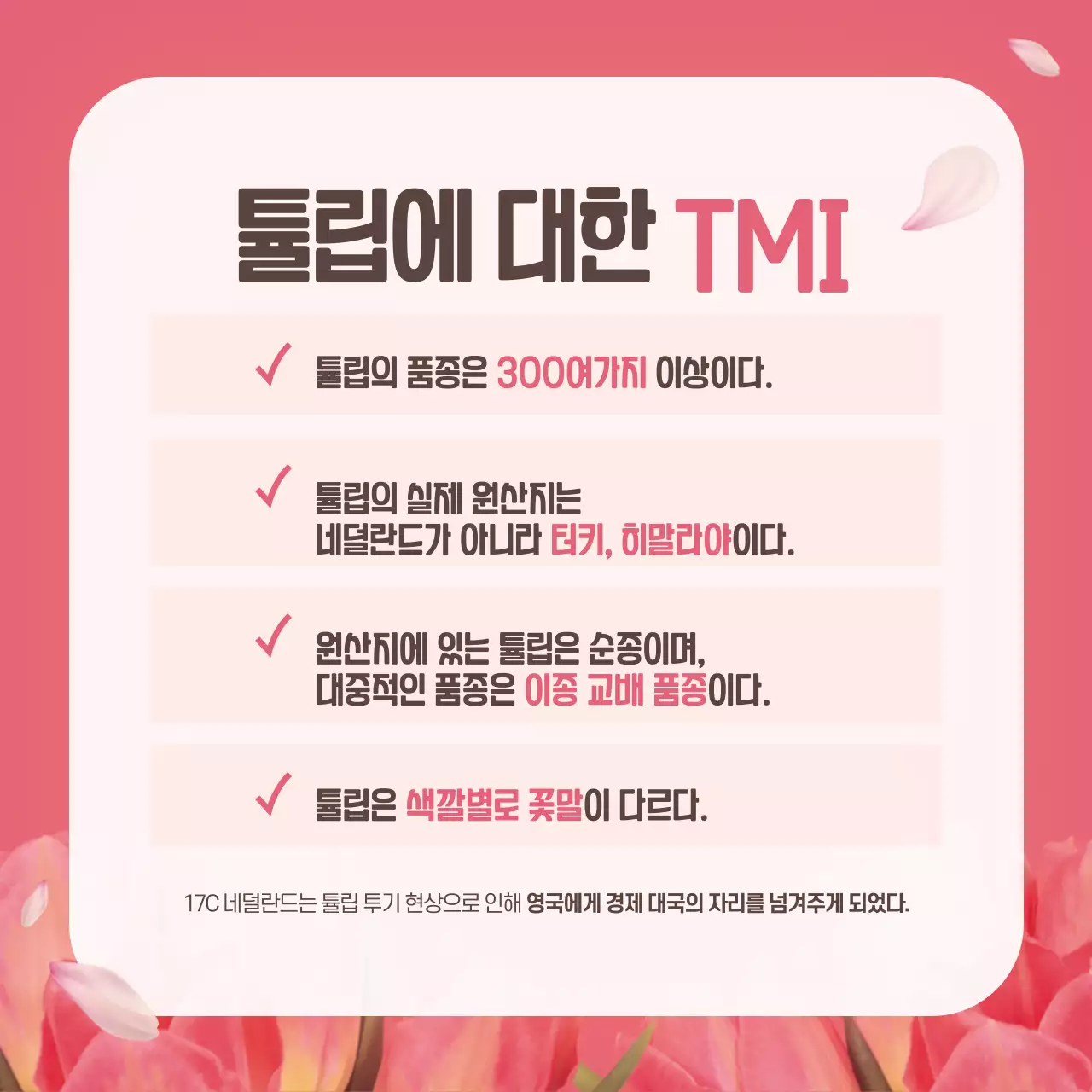 분홍색의 튤립 꽃말사전 카드뉴스 디자인