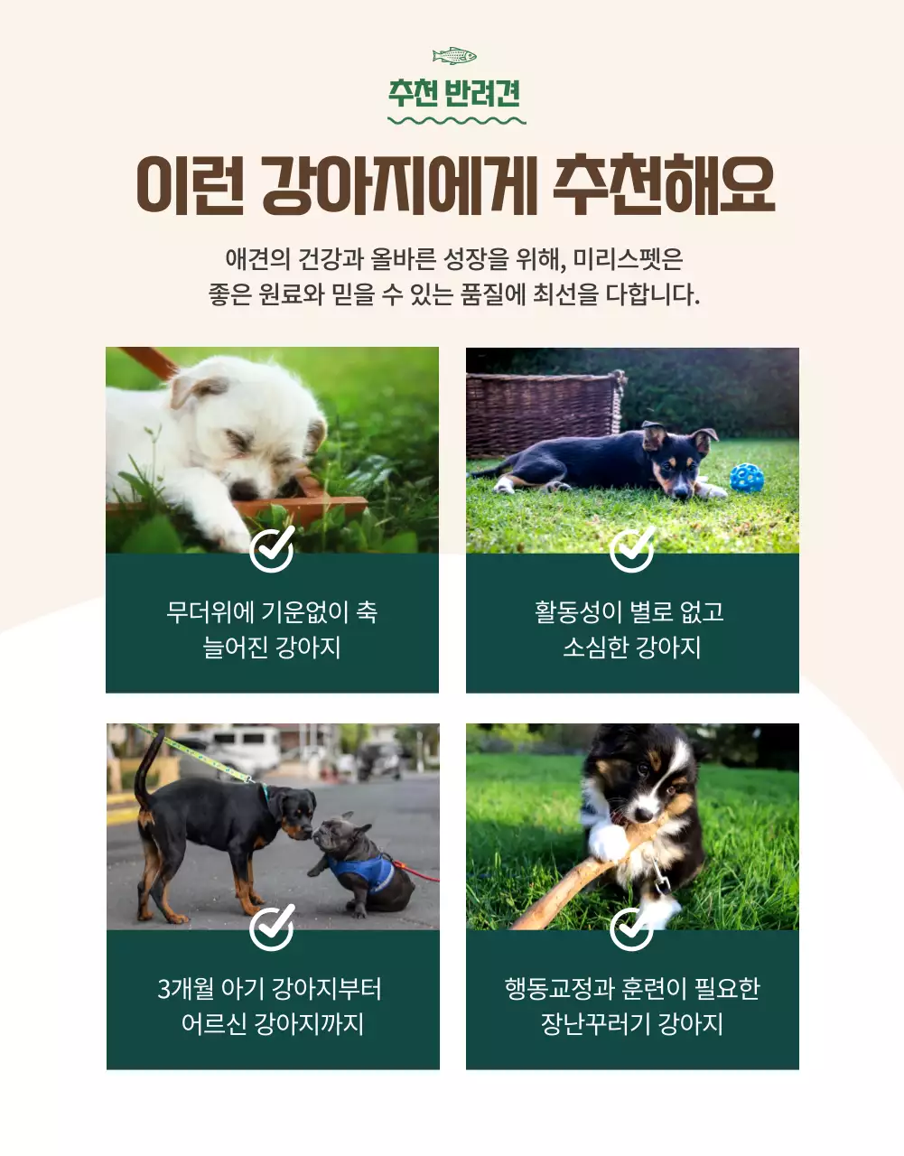 오렌지 컬러 포인트 프리미엄 펫푸드 소개(상세 페이지)