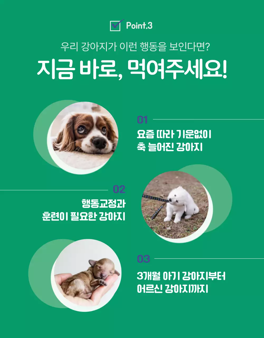 파란색과 녹색의 귀여운 강아지 간식 상세페이지