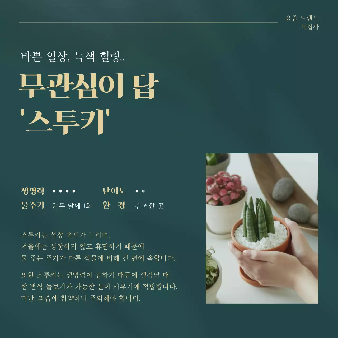 초록색과 골드의 트렌드 반려식물 추천 설명