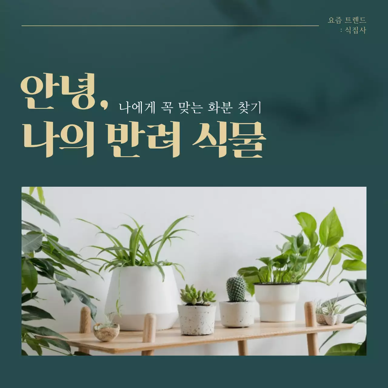 초록색과 골드의 트렌드 반려식물 추천 설명