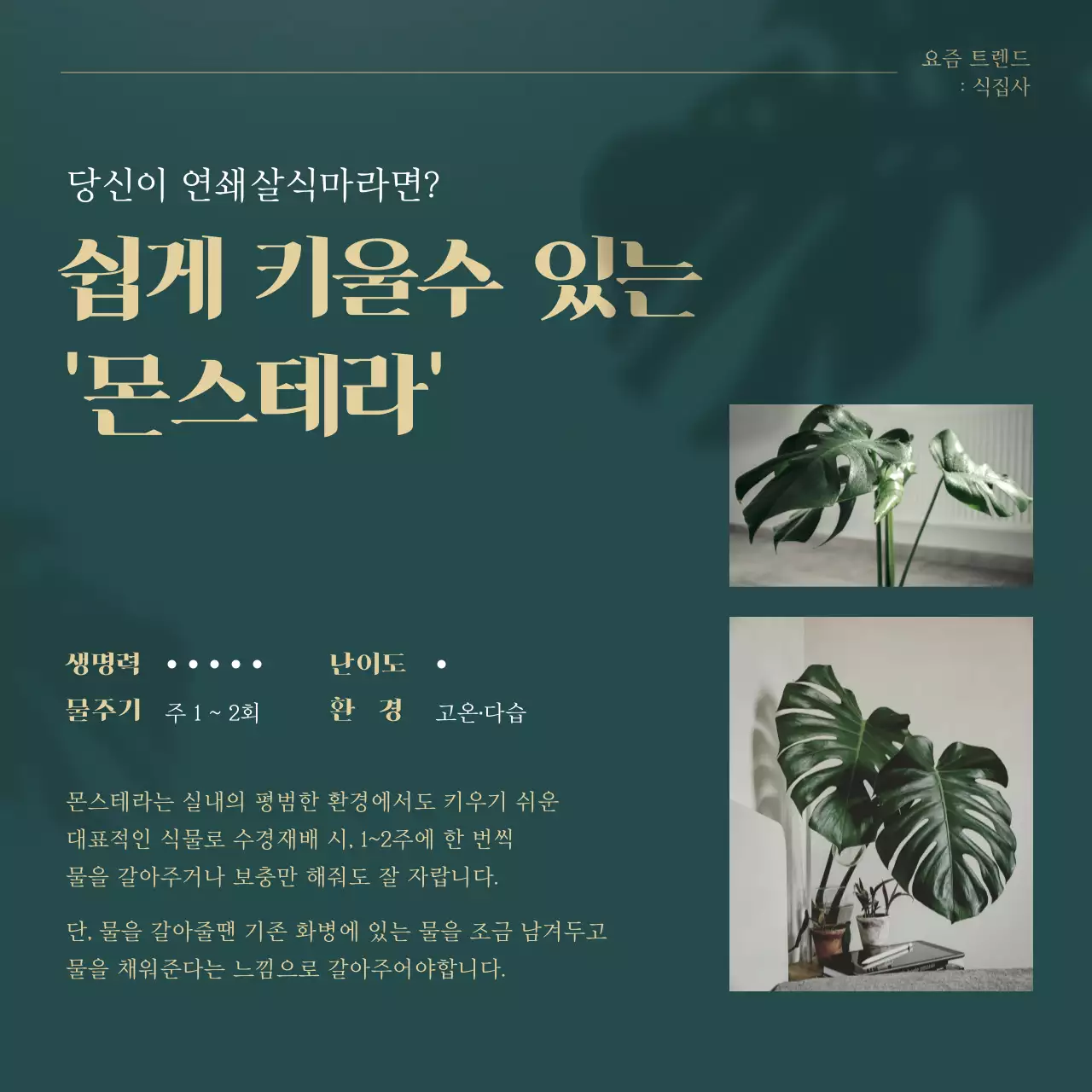 초록색과 골드의 트렌드 반려식물 추천 설명