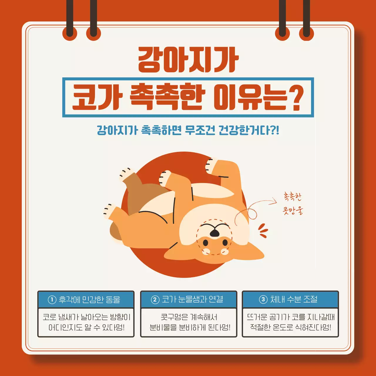 빨강과 파랑의 아기자기한 강아지 상식 설명