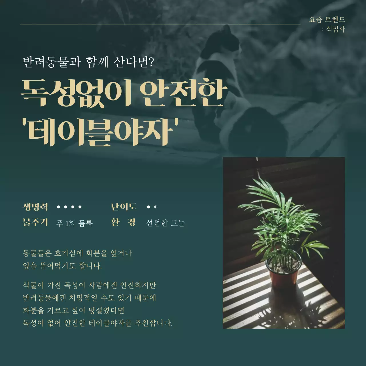 초록색과 골드의 트렌드 반려식물 추천 설명