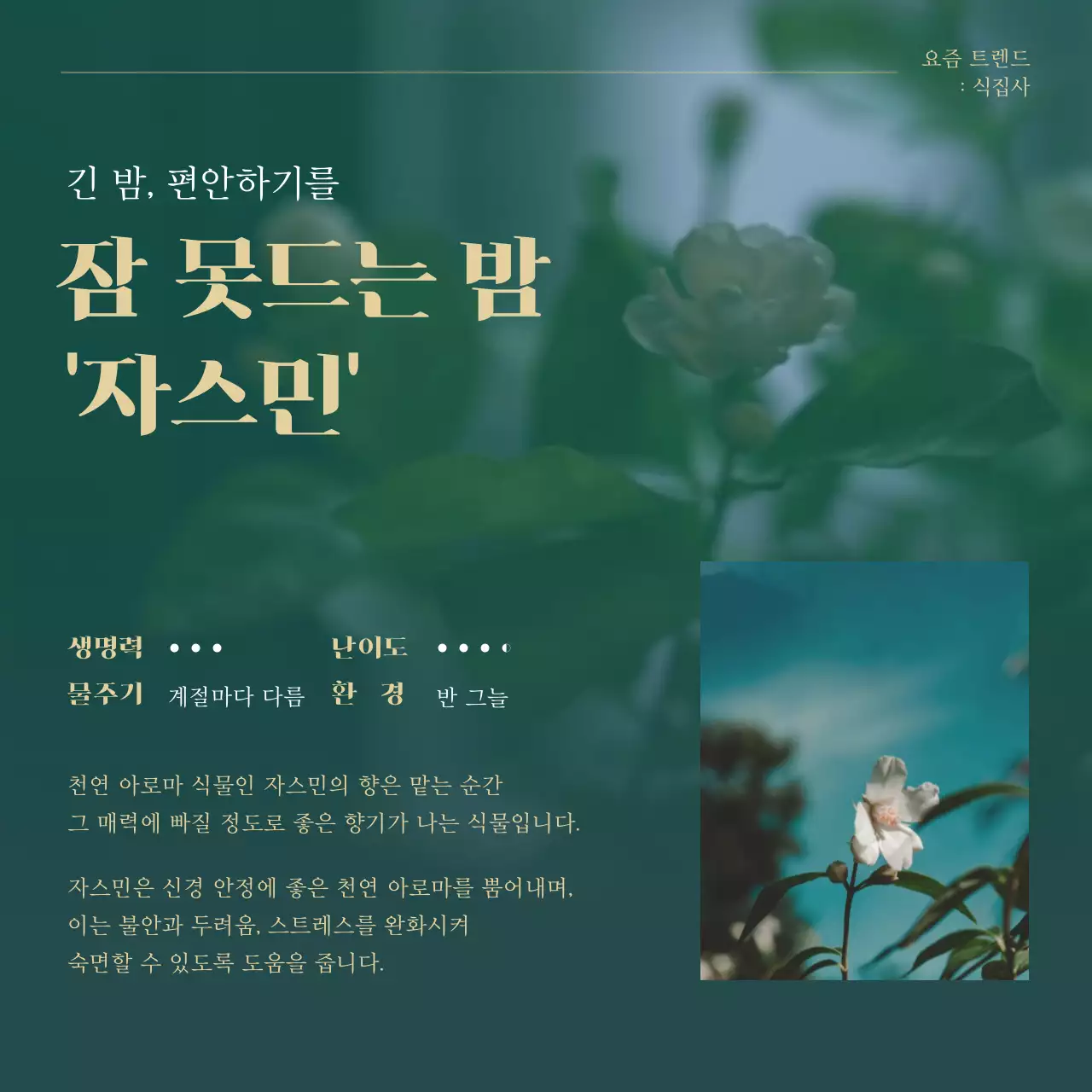 초록색과 골드의 트렌드 반려식물 추천 설명