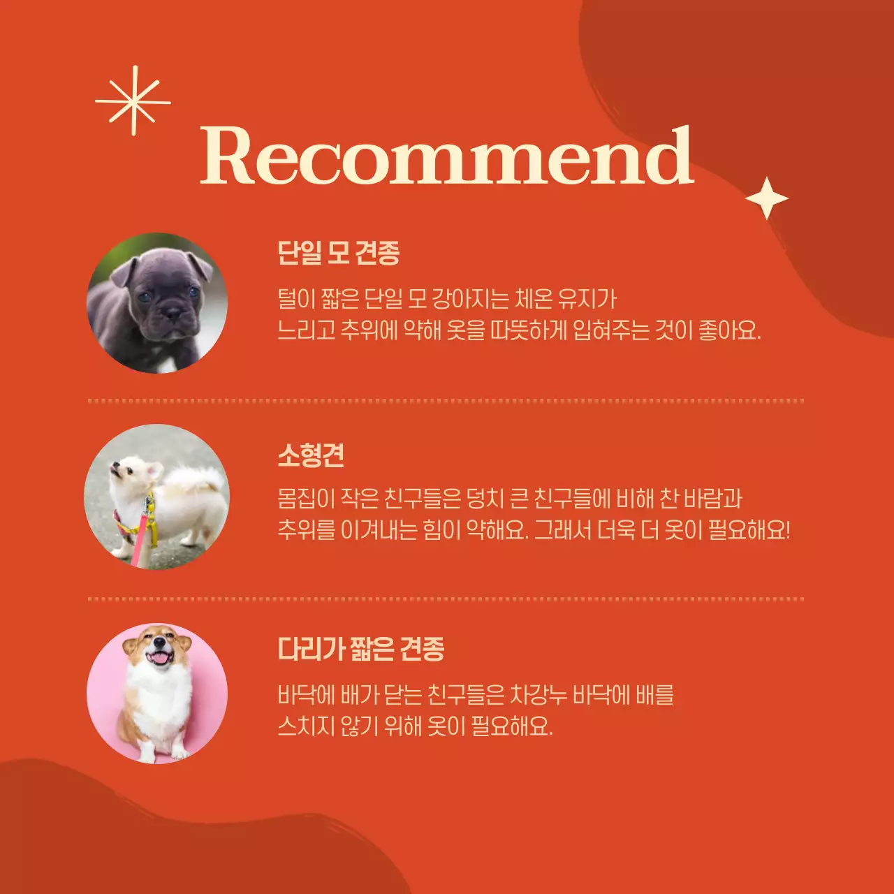 보라색과 핑크색의 키치한 애견 의류 홍보a