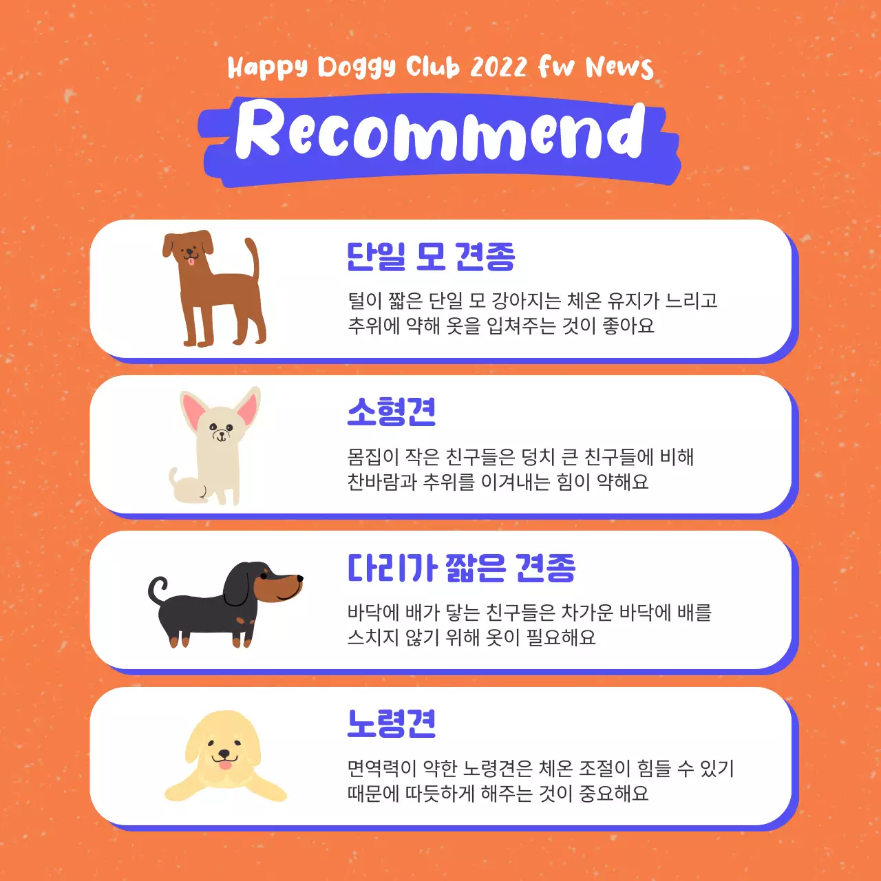 주황색과 파랑의 팝한 애견 의류 홍보