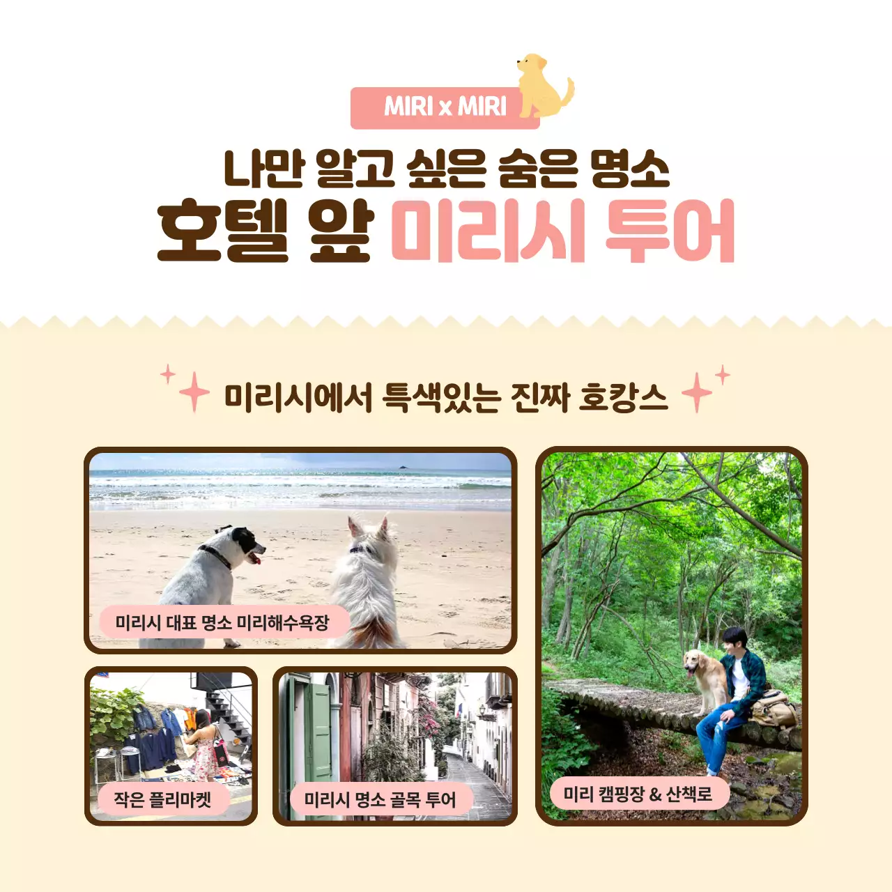 핑크색의 따뜻하고 포근한 애견 호텔 홍보(카드뉴스)