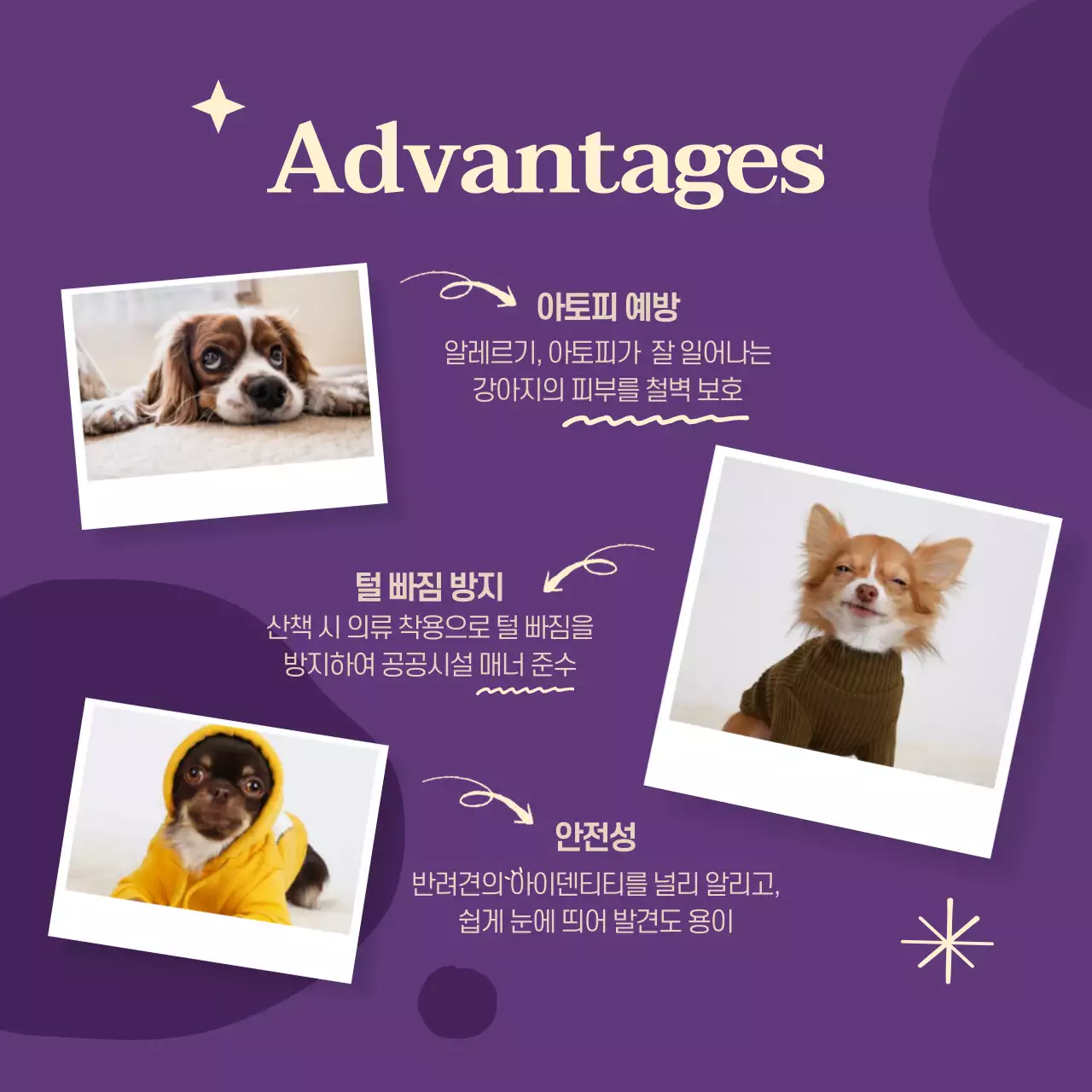 보라색과 핑크색의 키치한 애견 의류 홍보a