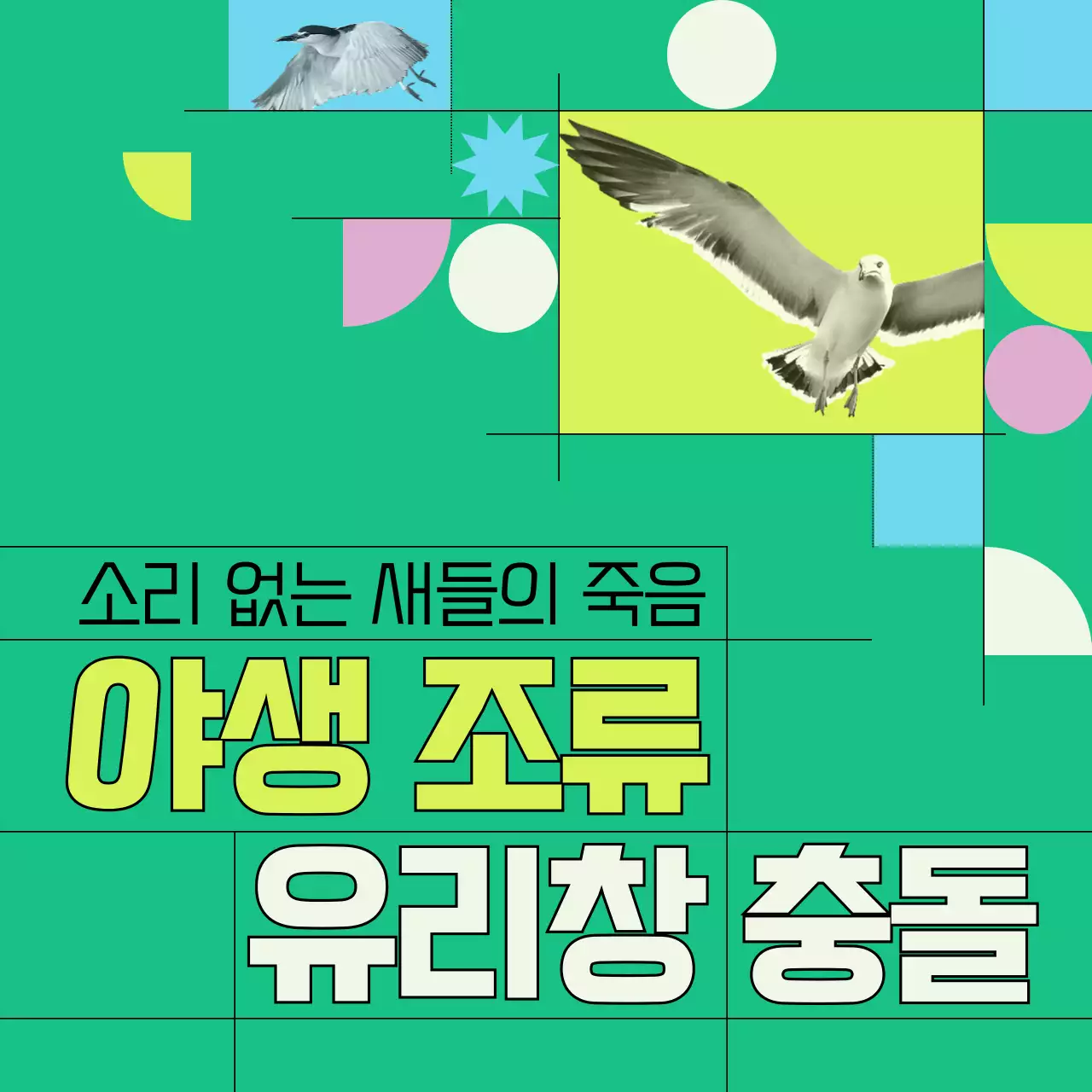 초록색과 기하학적인 야생조류 유리창 충돌 방지 정보 제공 (카드뉴스)