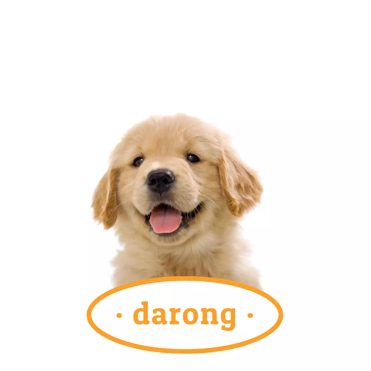 빨간색과 노란색의 귀여운 고양이와 강아지 실물 사진이 있는 이름표