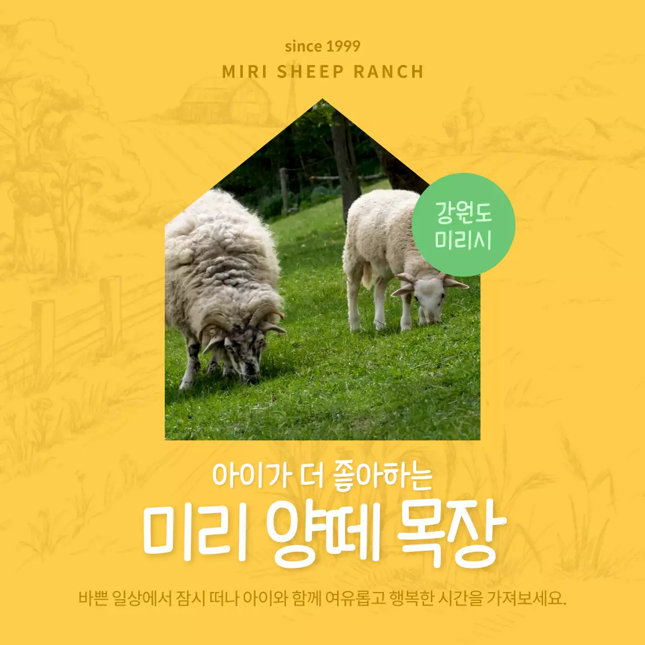 노란색 목장의 배경에 내추럴한 느낌의 아이들과 가기 좋은 양떼 목장