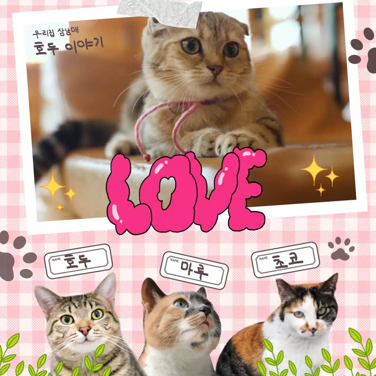 핑크 귀여운 체크 패턴의 반려묘 소개