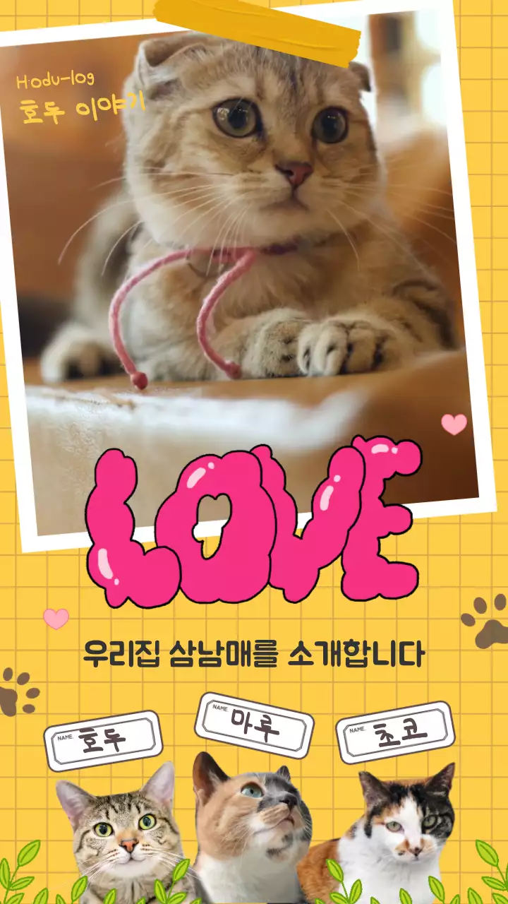 노랑 노트 컨셉의 반려묘 소개