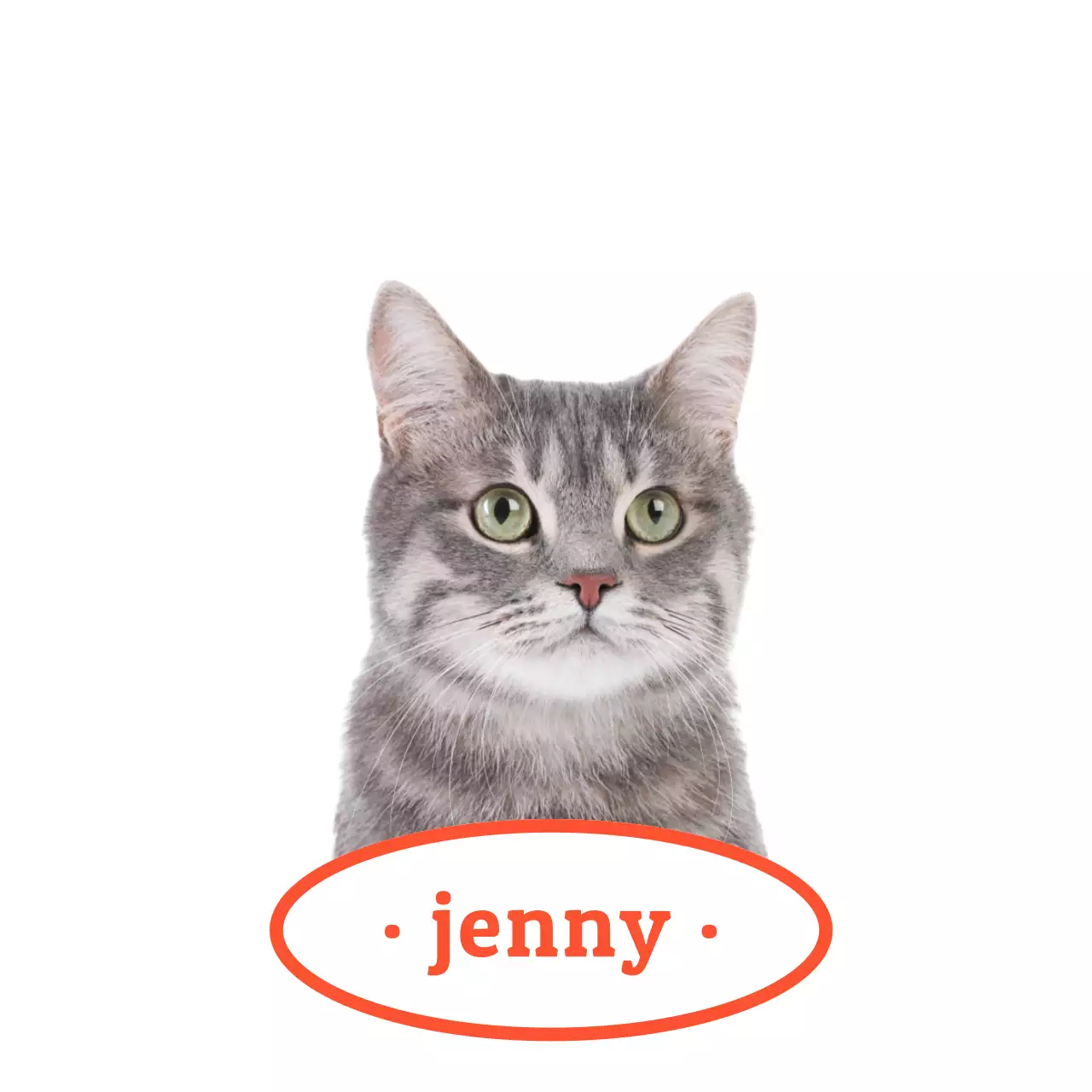 빨간색과 노란색의 귀여운 고양이와 강아지 실물 사진이 있는 이름표