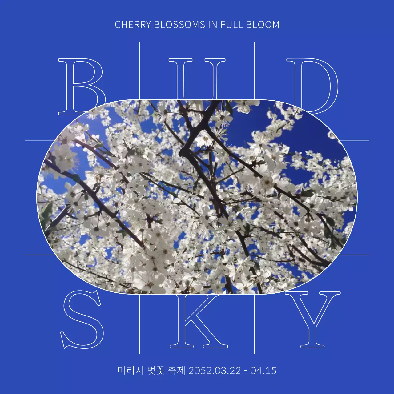 파란색과 흰색의 심플한 벚꽃 축제 안내