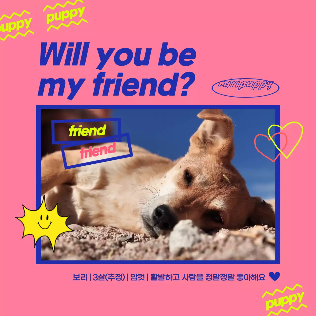 파란색과 핑크색의 강아지 영상이 있는 팝한 느낌의 입양홍보