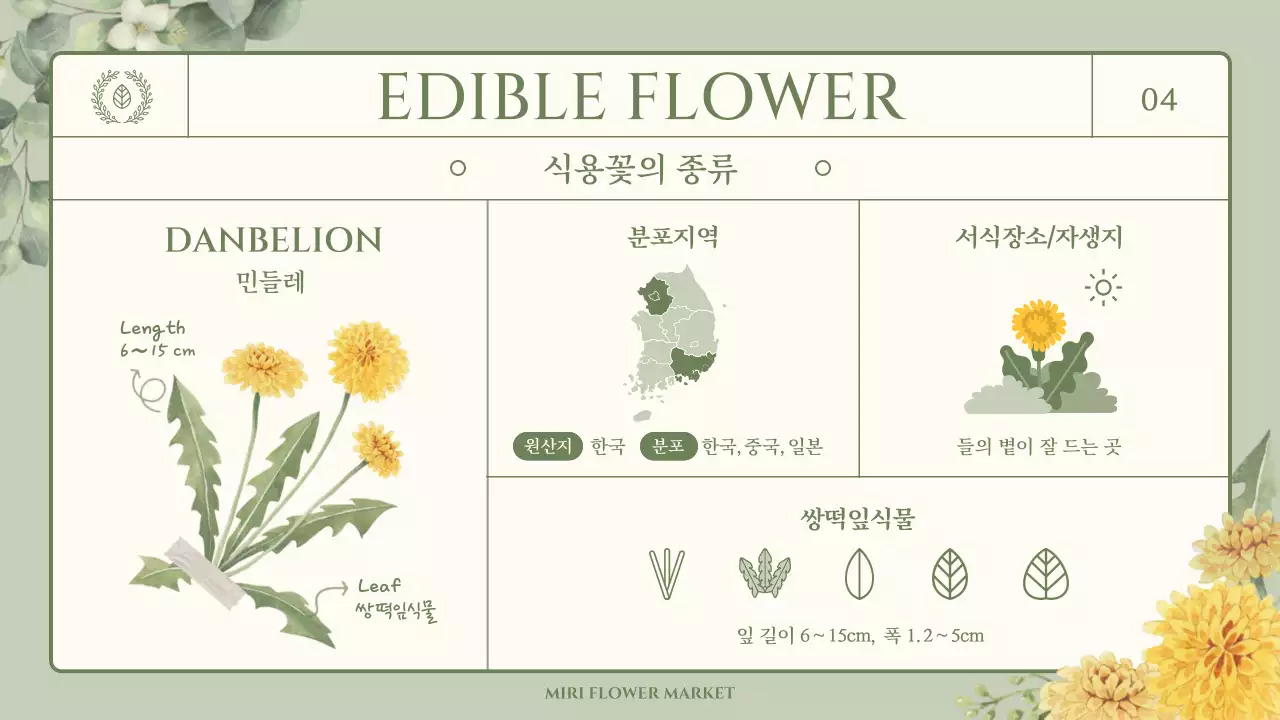 초록색의 감성적인 수채화 일러스트 테마의 식용꽃과 허브 상식