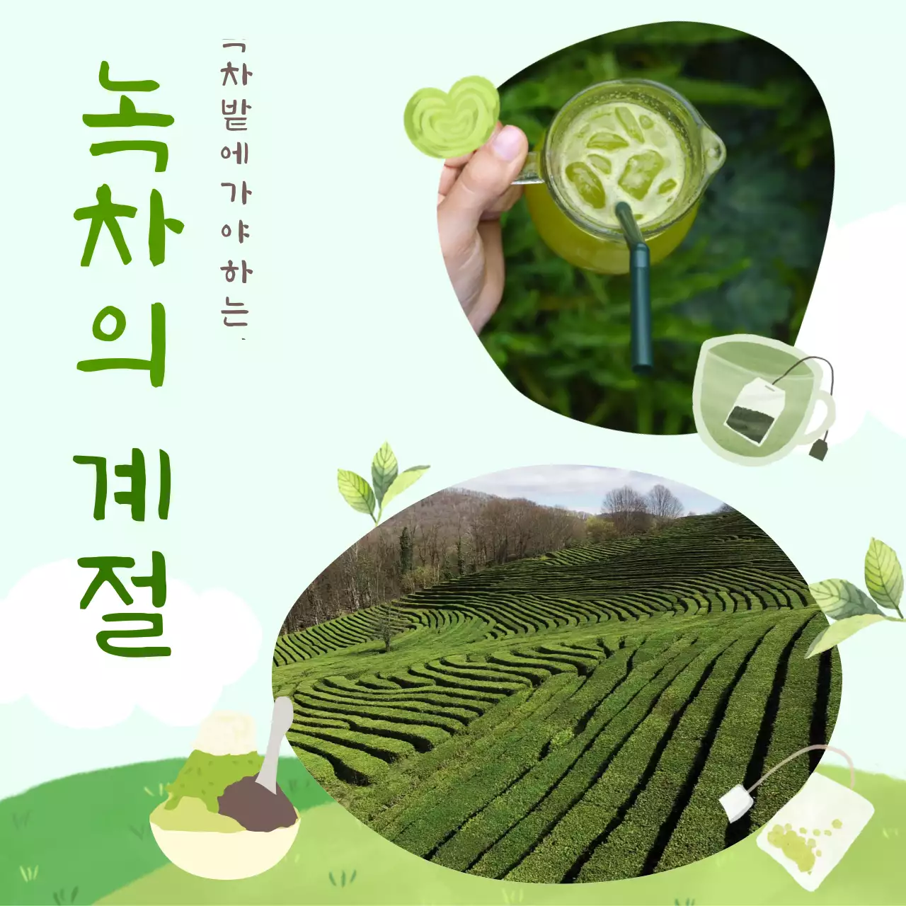 그린색 녹차의 계절