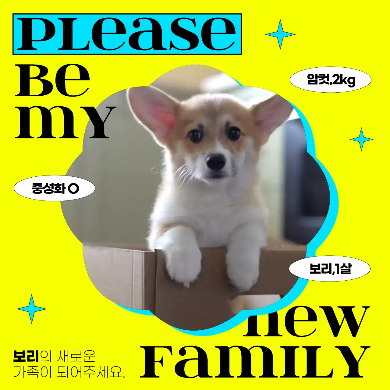 노란색의 귀여운 강아지 입양 홍보