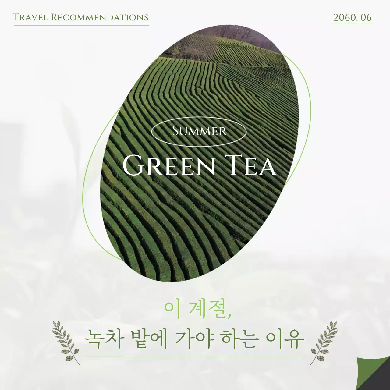 그린과 화이트 조합의 감성적인 녹차밭 여행