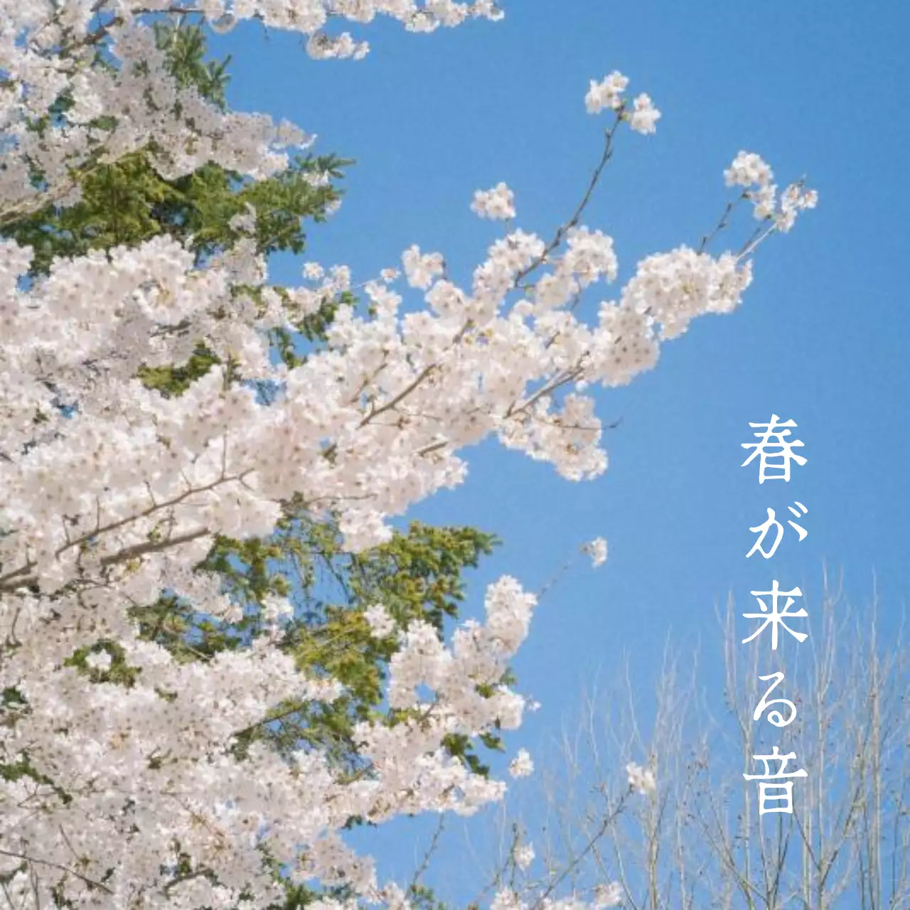 일본 감성의 벚꽃 봄 컨셉 디자인