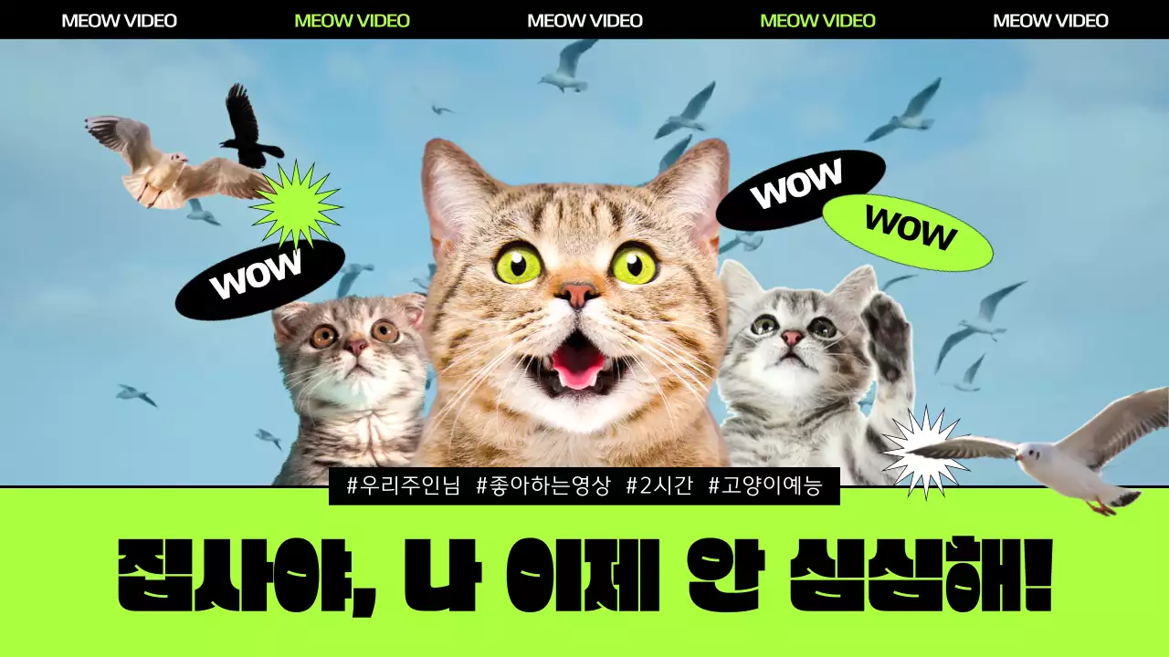 연두색과 검정색이 있는 새와 고양이 이미지가 있는 영상홍보