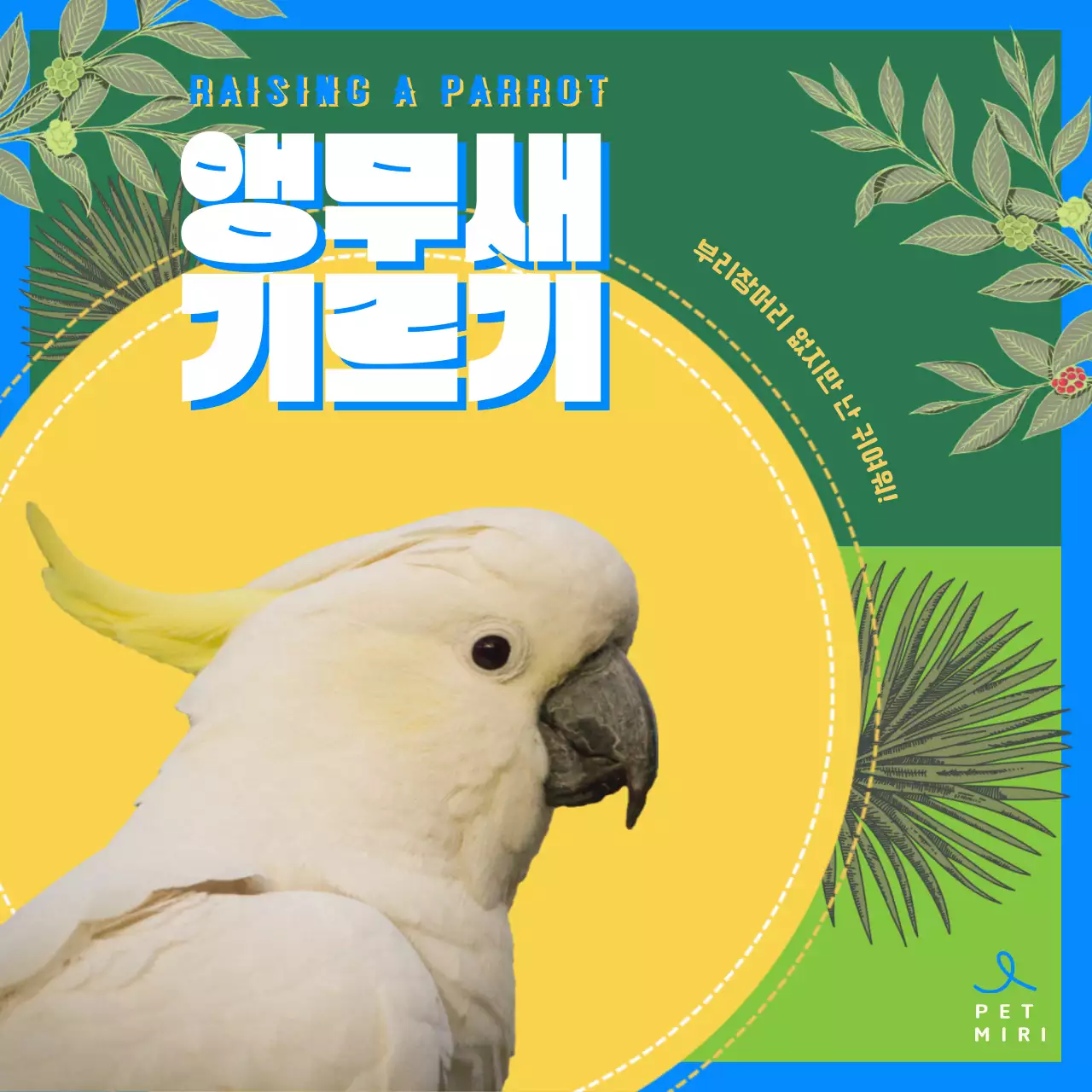 노란색 파란색의 귀여운 앵무새 키우기 정보 안내 (카드뉴스)