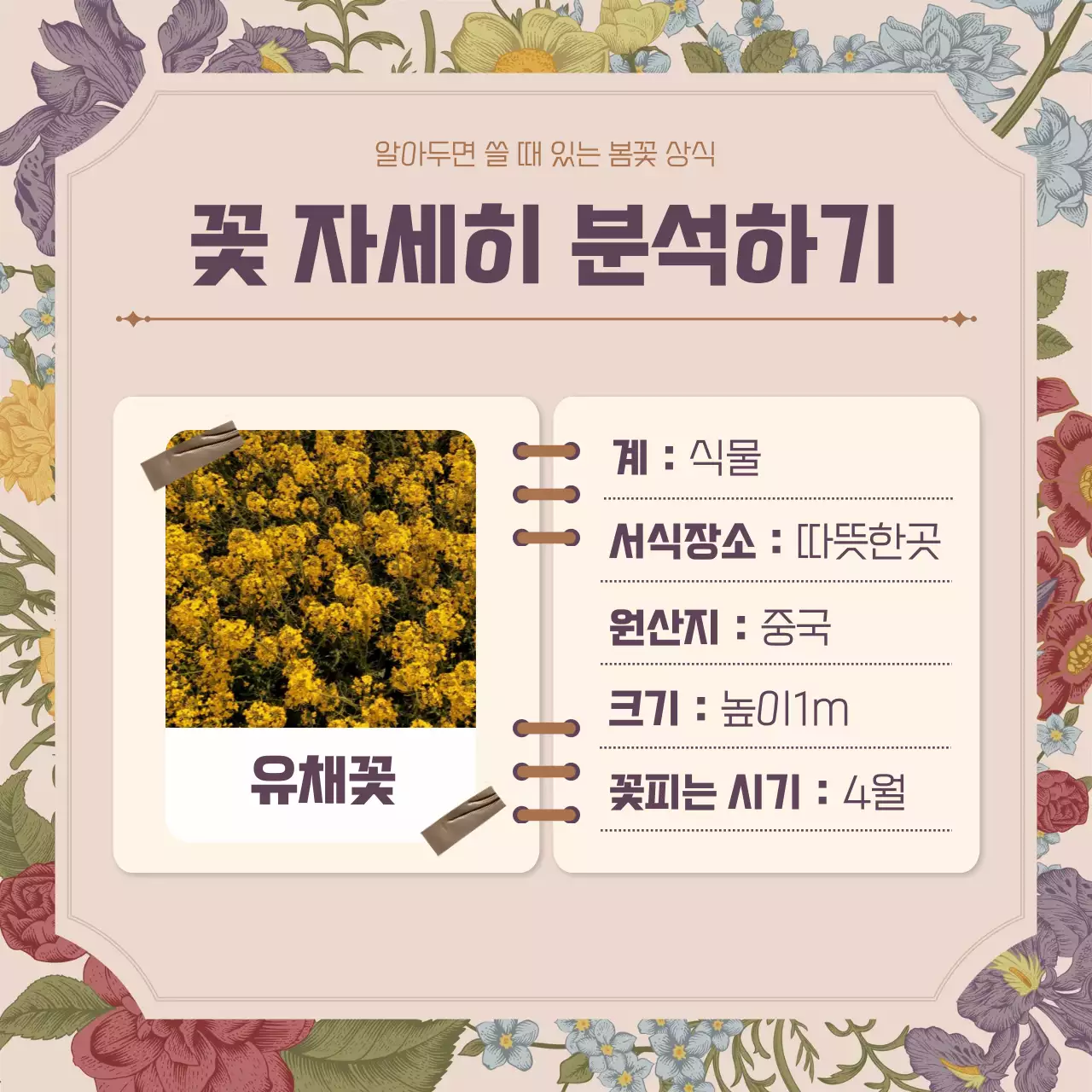 핑크 빈티지 꽃가득 컨셉의 봄꽃 상식