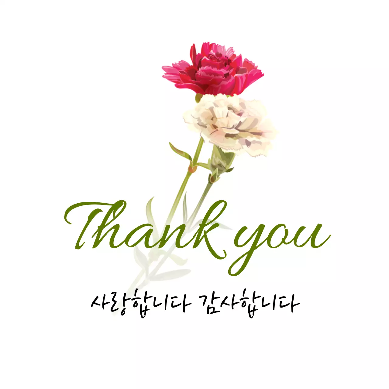 빨간색과 흰색 카네이션의 감사 인사 캘리그라피 