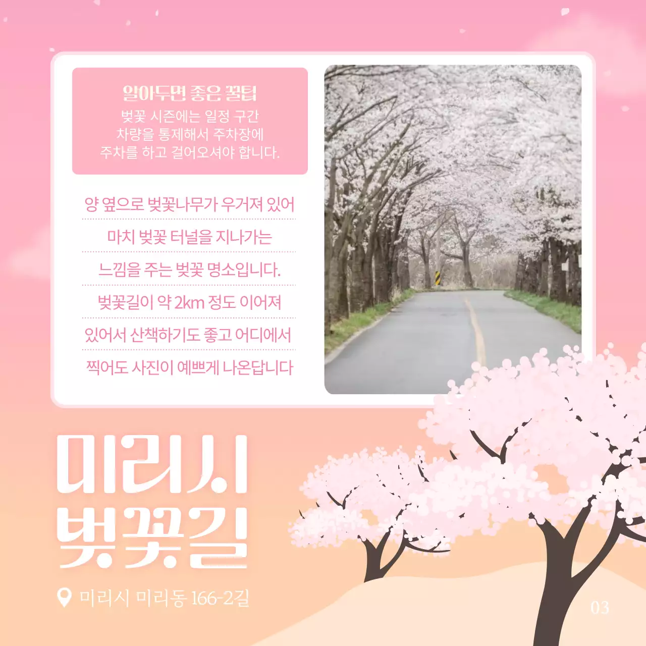 핑크색의 화사한 벚꽃 추천 명소