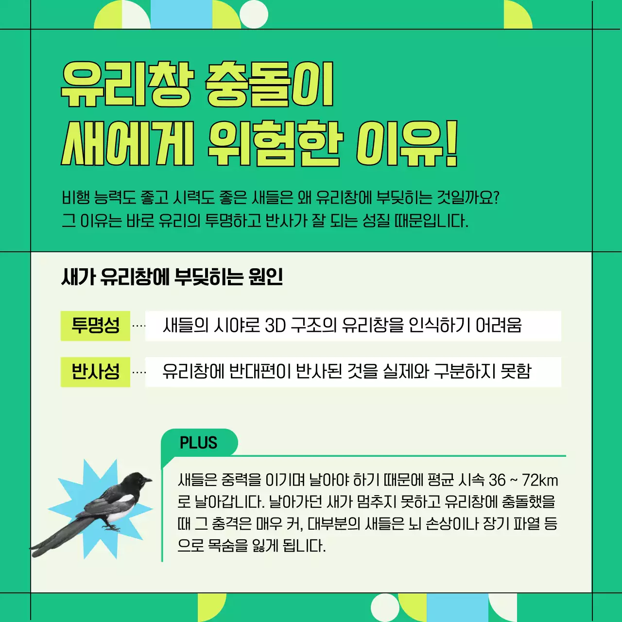 초록색과 기하학적인 야생조류 유리창 충돌 방지 정보 제공 (카드뉴스)