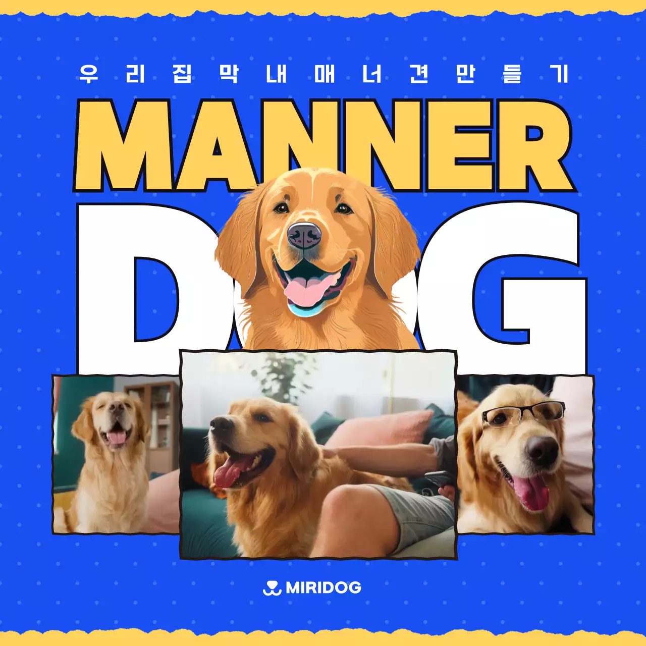 파란색과 노란색의 강렬한 강아지 매너 훈련