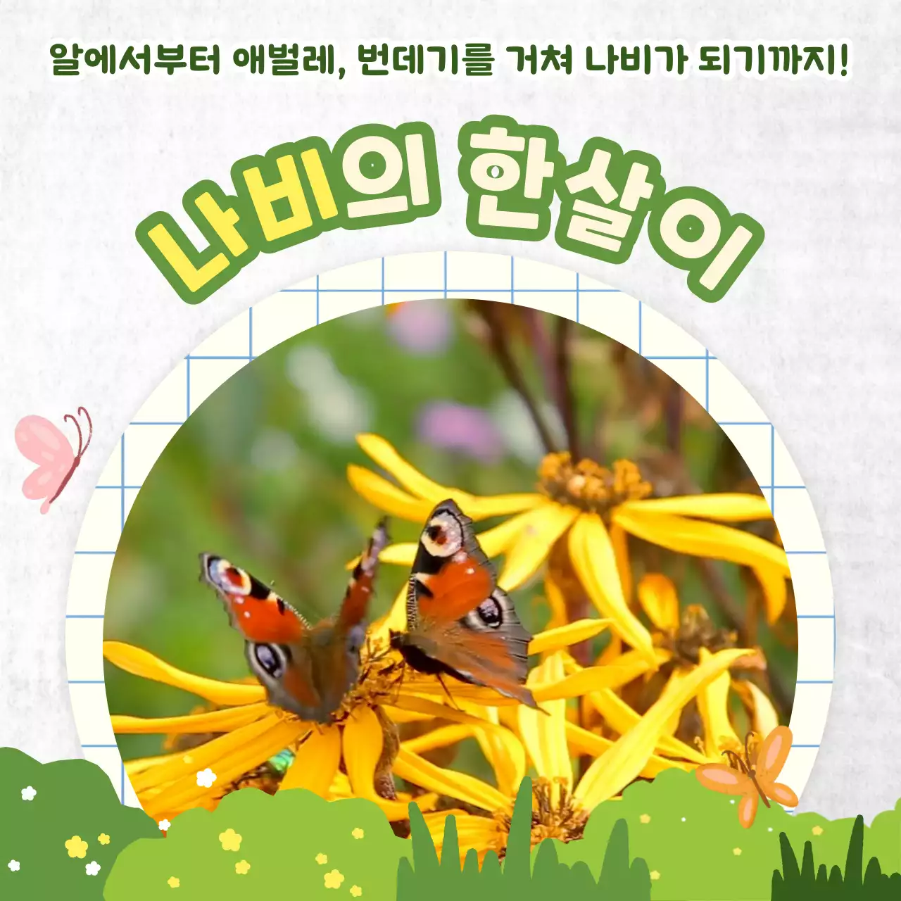 연두색의 나비의한살이 아기자기한 정보 카드뉴스