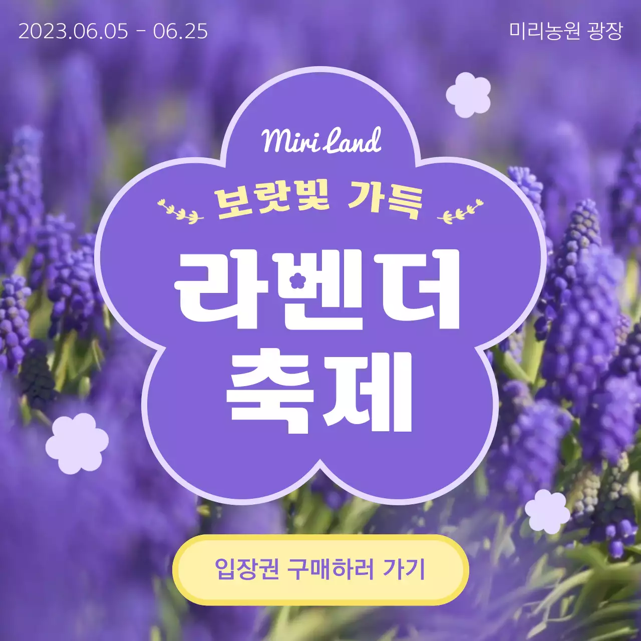 보라색 텍스트 강조의 심플한 라벤더 축제 홍보