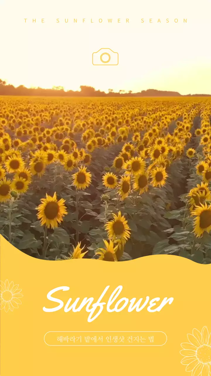 노란색의 해바라기 꽃밭에서 인생샷 건지는 법 홍보