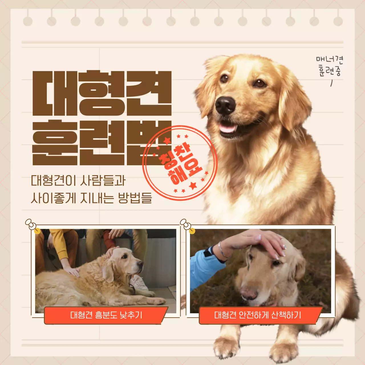 베이지색과 빨간색의 깔끔한 대형견 훈련법