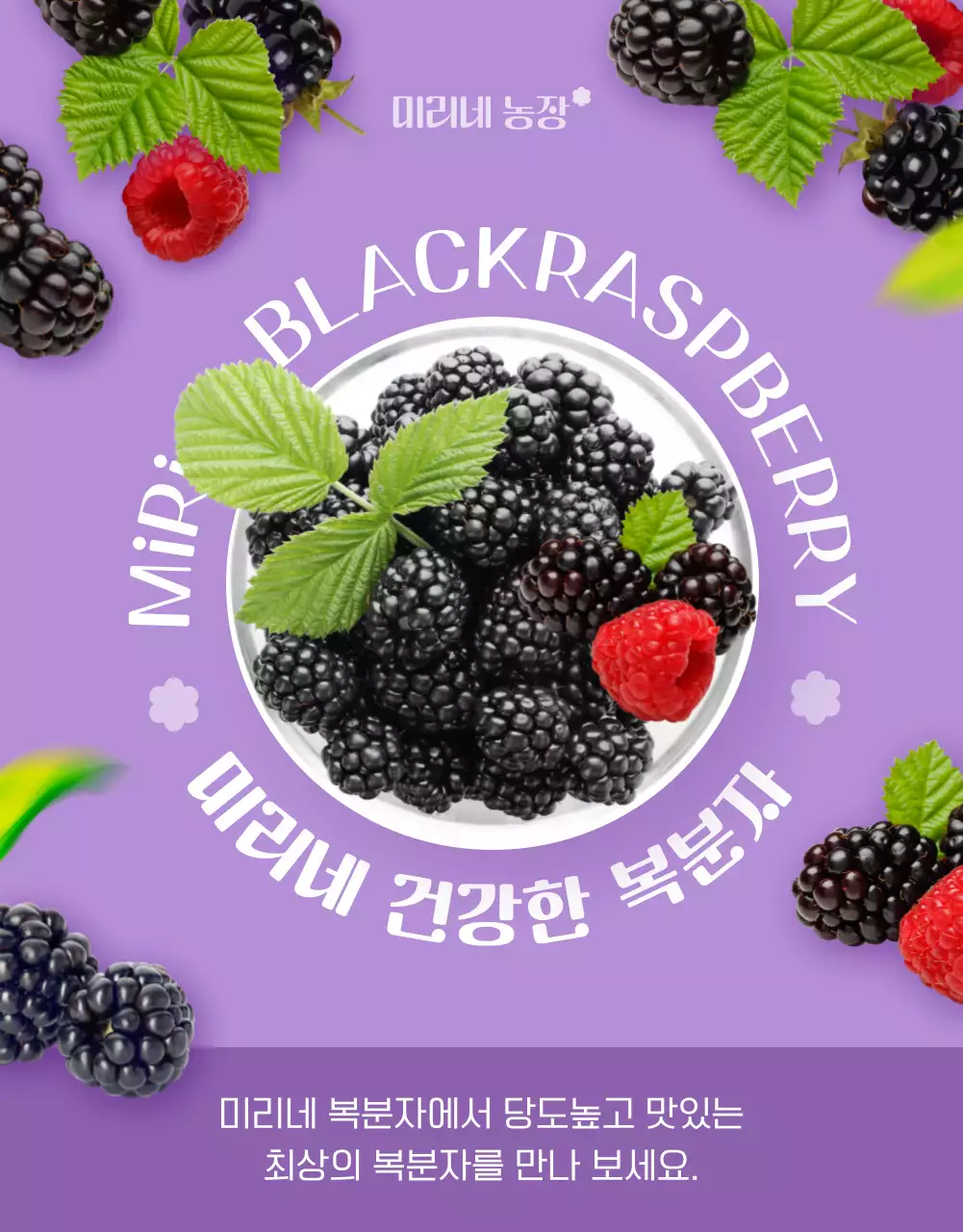 연보라색과 흰색의 심플하고 아기자기한 복분자