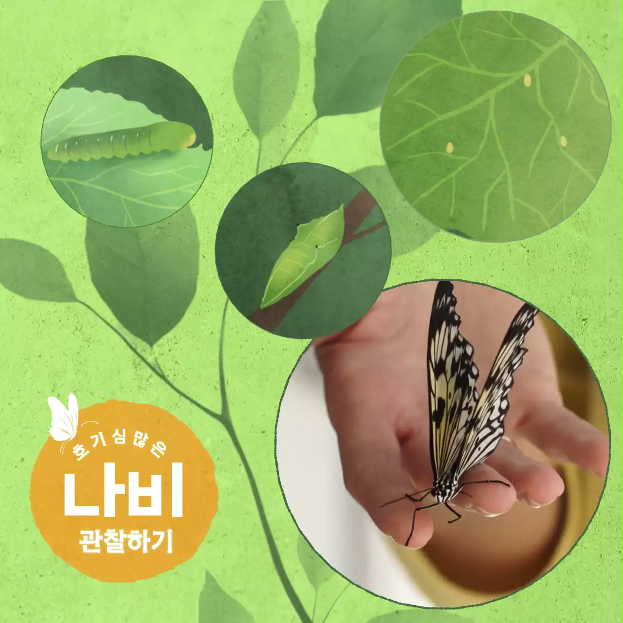 그린 나뭇잎 배경 나비 관찰 홍보