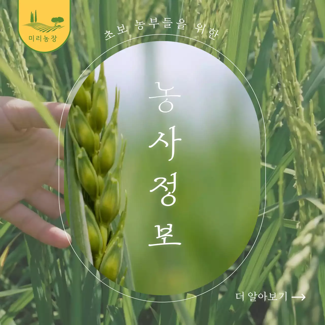 초록색의 감성적인 농사 정보 안내