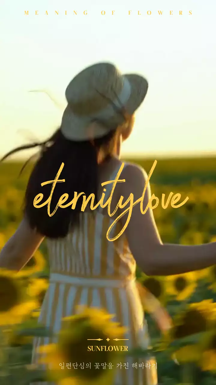 노란색의 미니멀한 스타일의 감성 해바라기 영상