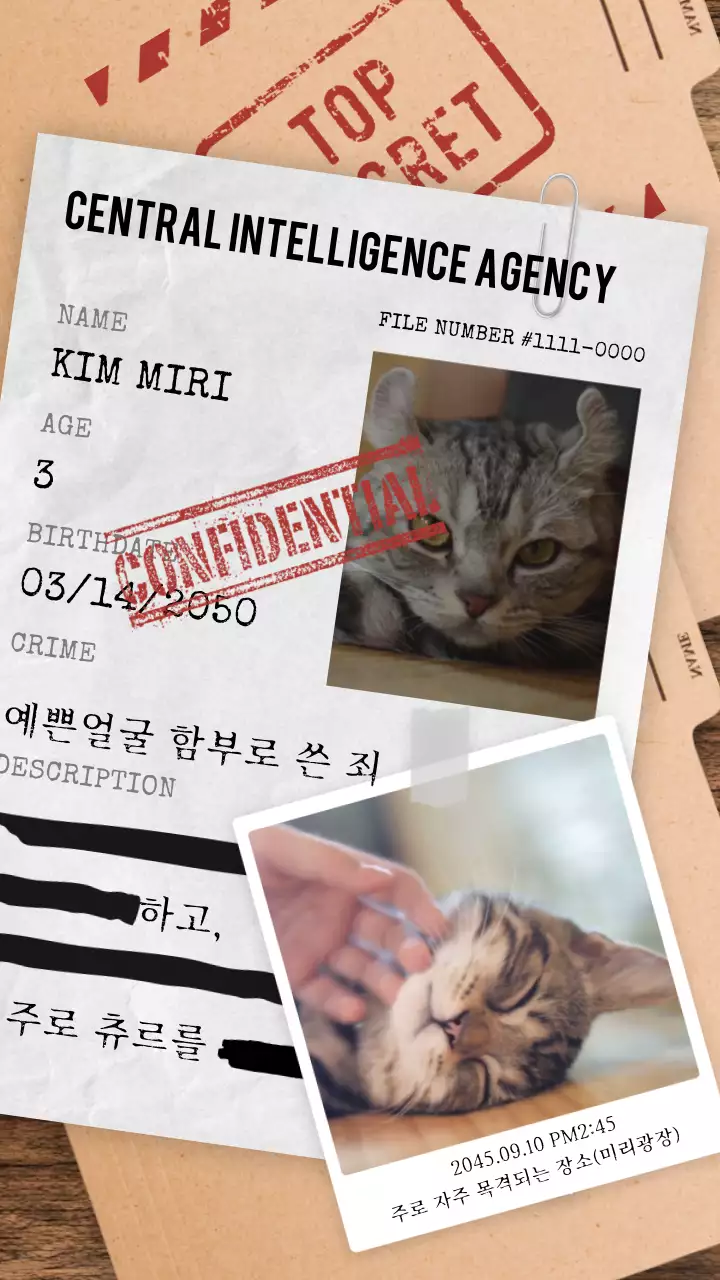 검정색의 기밀문서 컨셉의 고양이 정보