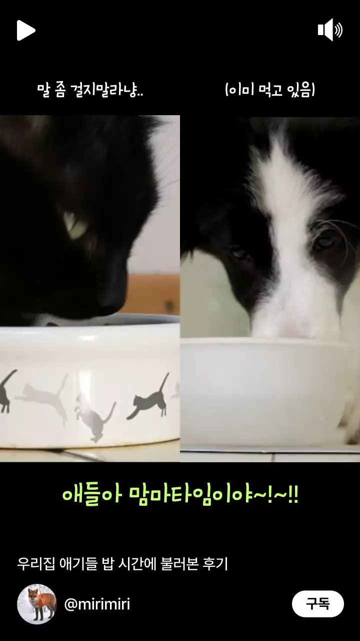 검정 프레임의 고양이와 강아지 밥 먹는 반반 비교 