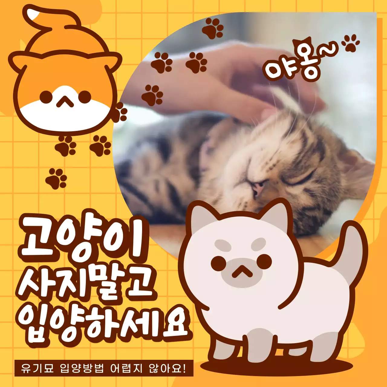 노란색의 체크무늬 배경 고양이 이미지를 강조한 홍보물