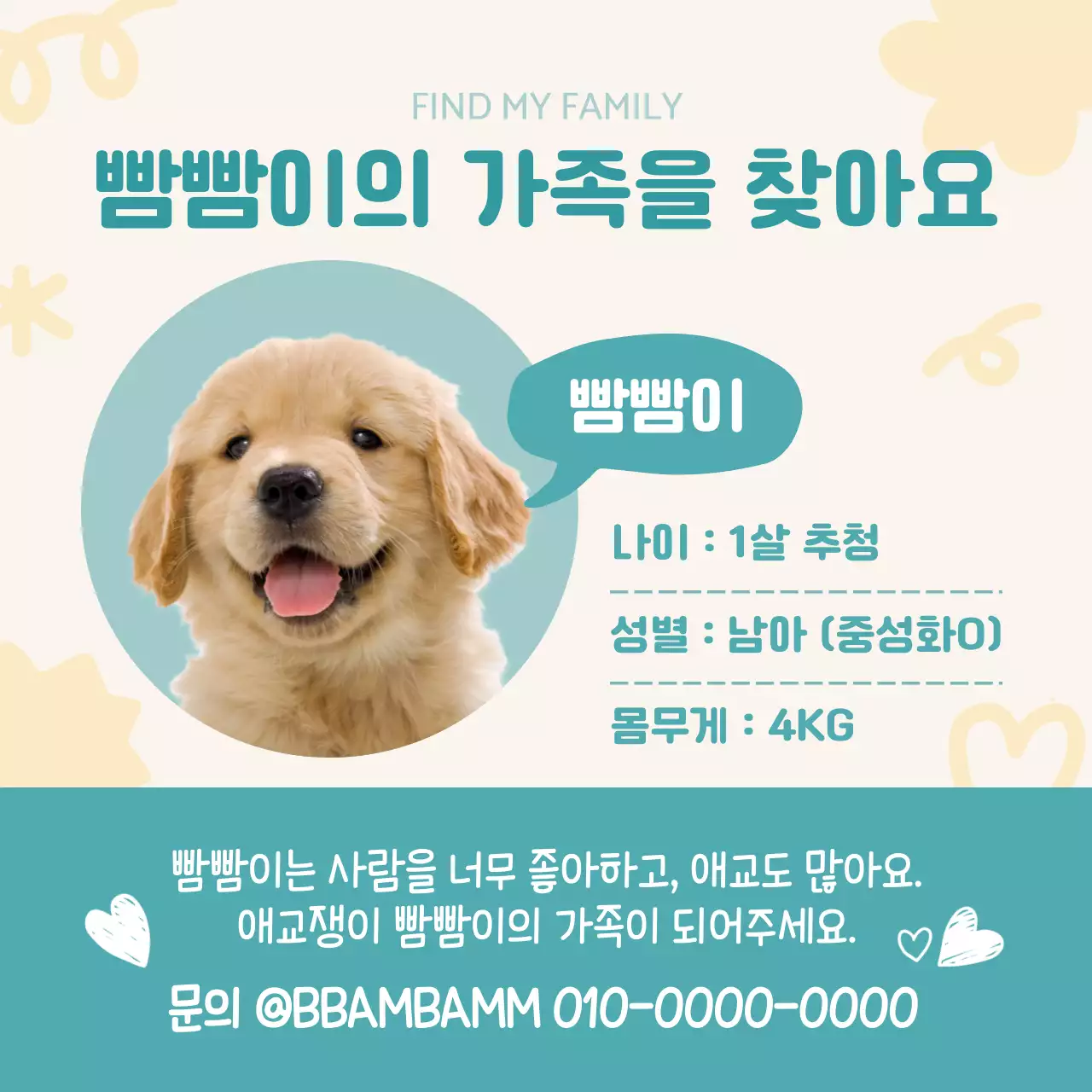 유기견 입양 공지 안내