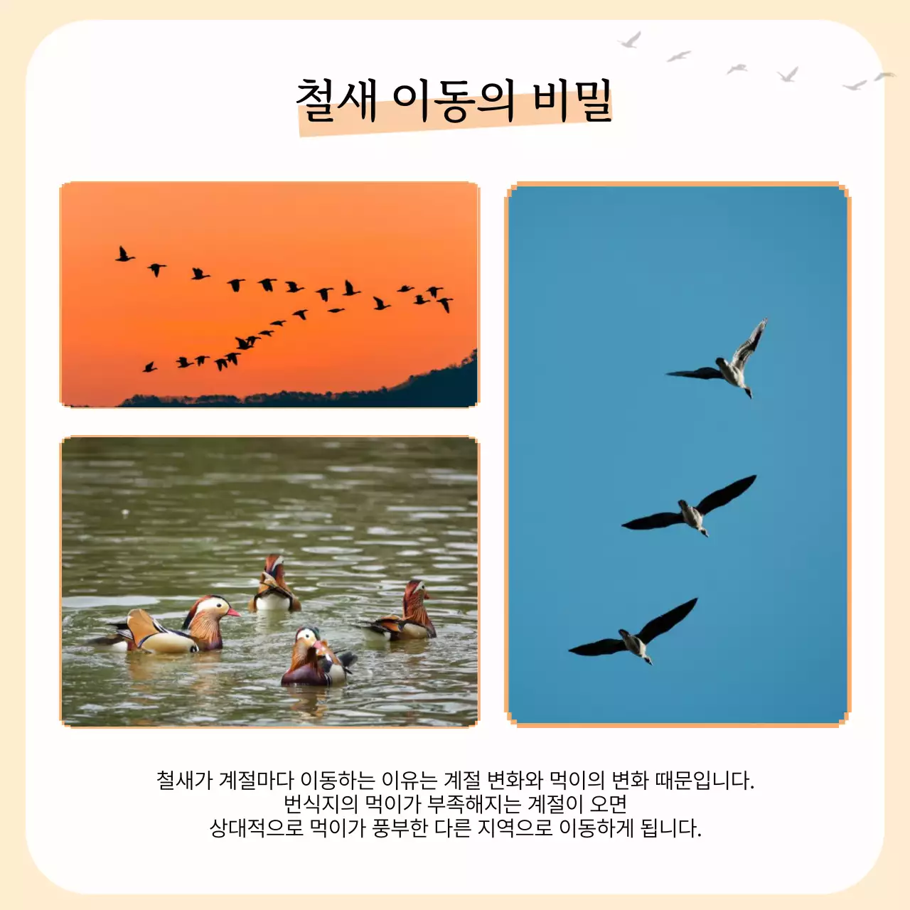 노란색과 주황색의 심플한 철새 안내서