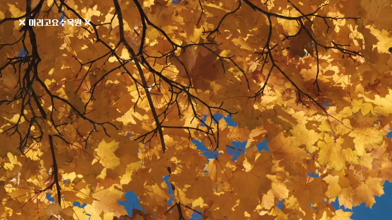 노란색의 차분한 가을명소 홍보