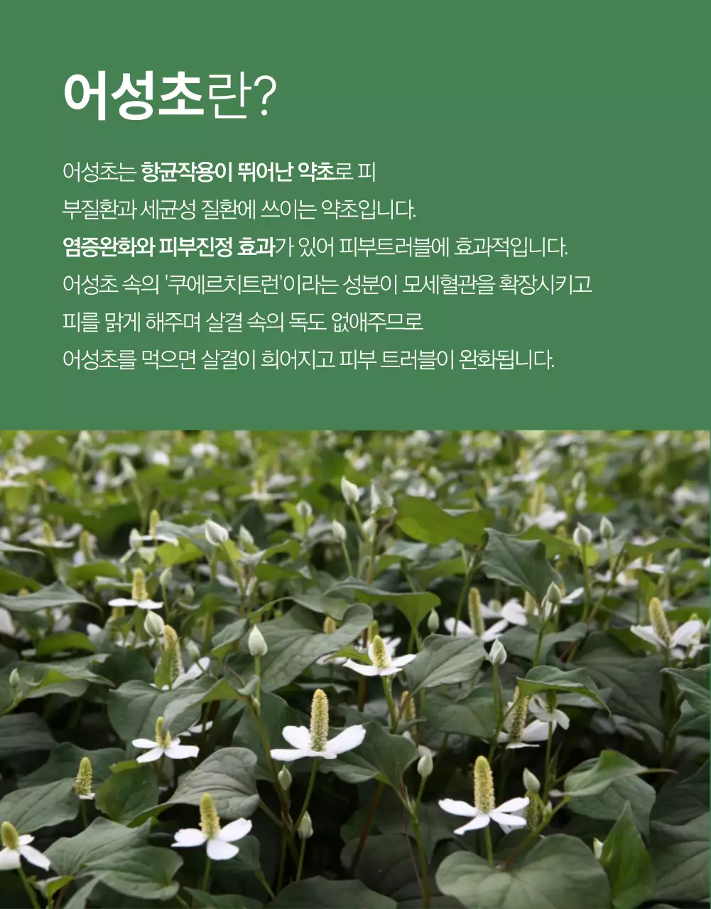 천연비누 어성초비누 천연 화장품 상세페이지