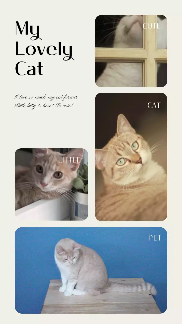 아이보리 톤의 감성적인 고양이 스토리