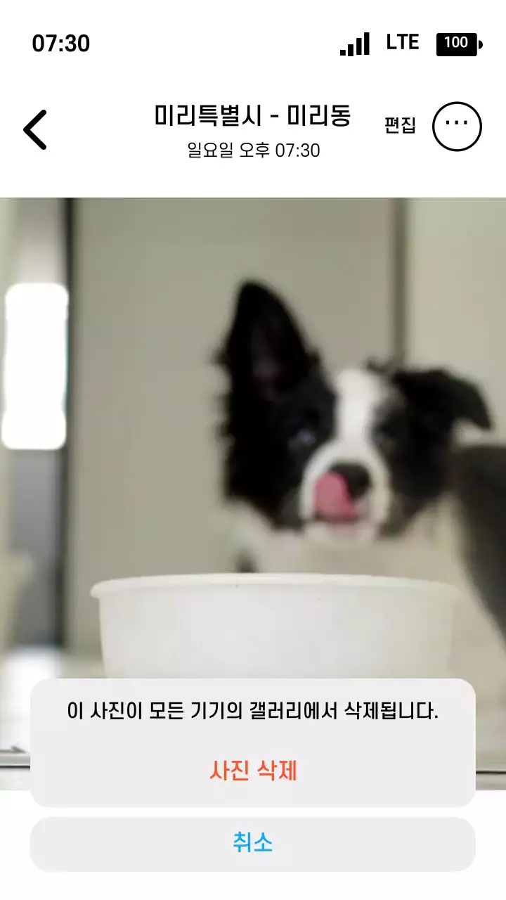 휴대폰 사진첩 UI 컨셉의 반려동물